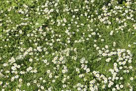 One of the most important things about laying gravel is the process of installing a weed pea gravel. Chamomile Lawn Care How To Grow Chamomile As Lawn Alternative