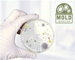 independent mold testing and inspection