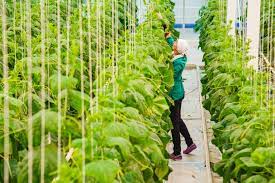 Standard cucumbers will need hand pollination, taking the male blossom and gently rubbing the female blossom center. Production Of Niche Greenhouse Vegetables Could Double By 2023 Vostock Capital