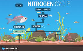 The Nitrogen Cycle Simple Step By Step Guide For Beginners
