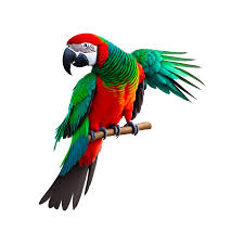 red and yellow macaw bird true parrot