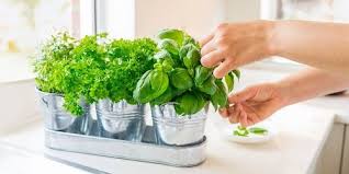 How To Make A Windowsill Herb Garden