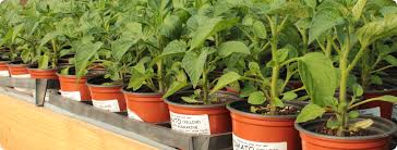 organic vegetable plants herbs