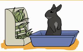 What To Use For Your Rabbit S Litter