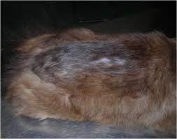 flea allergic dermais in a cat