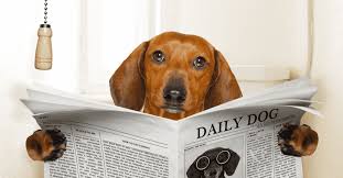 High to low nearest first. Dachshund Potty Training Tips And Tricks For A Stubborn Dog
