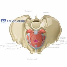 men s pelvic health invigophysio