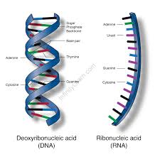 nucleic acids dna and rna infinity learn