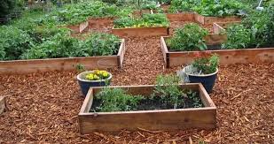 Reclaim Your Potager Pathway Mulch