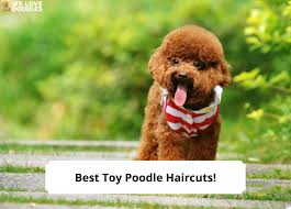 10 best toy poodle haircuts with