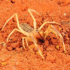 Interestingly, many spiders in the myrmachne genus, such as the kerengga spider, deceptively mimic ants and prefer to feed on them once the right opportunity presents itself. Camel Spider National Geographic