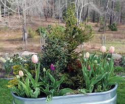 Planting Large Containers For Winter