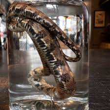 Wet specimen in jar: Snake - Nerodia taxispilota