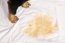dog smell stains out of clothes