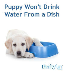 Medical problems can include diabetes some puppies will just love drinking water. Puppy Won T Drink Water From A Dish Thriftyfun