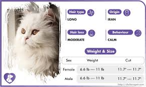 how long do persian cats live and how