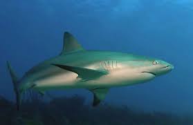Species Profile The Caribbean Reef Shark We Love Sharks