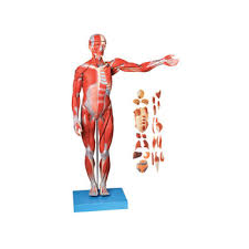 170cm Medical School Human Anatomy Model Human Body Muscle Model With Internal Organs Model Buy Human Body Anatomy Model Internal Organs