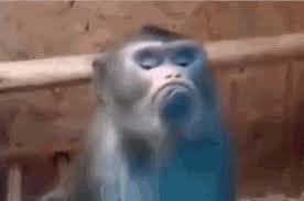 monkey face gifs tenor