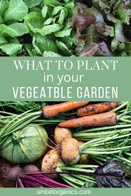 What To Plant In Your Vegetable Garden
