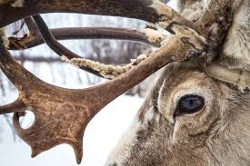 reindeer closeup image national