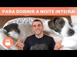 um filhote de cachorro dormir