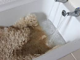 Otherwise, it's best to hand wash your rug, swishing it around gently in a tub with cool water and sheepskin detergent. How To Wash A Sheepskin Rug
