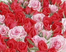 50 beautiful rose flowers wallpapers