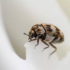 get rid of carpet beetles advice ireland