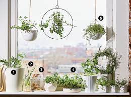 vegetable garden on your windowsill