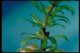 Hydrilla verticillata Calflora