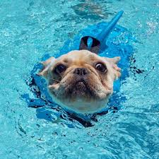 Thinking about traveling with your french bulldog? Why Do Frenchies Can T Swim French Bulldog Secrets Blog