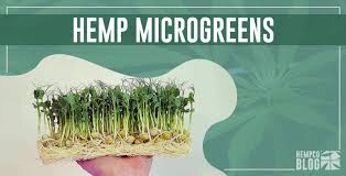 hemp microgreens an ultimate