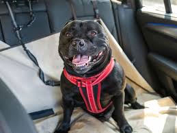 9 Best Dog Seat Belt December 2022