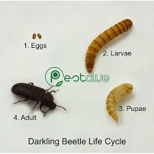 plaster beetles how to identify and