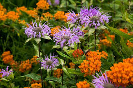 15 Of The Best Native Wildflowers For
