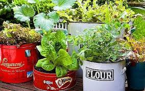 Grow Vegetables In Your Apartment