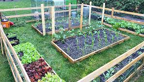 Vegetable Garden Ideas And Inspiration