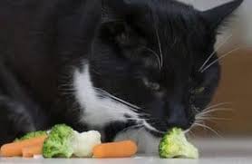 Furnami probably would have been better off. Can Cats Eat Broccoli