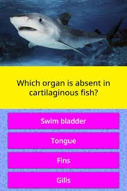Heart is two chambered with one auricle and one ventricle. Which Organ Is Absent In Trivia Answers Quizzclub