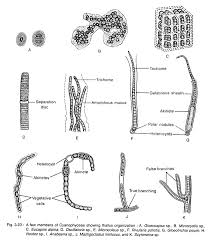 Cyanophyceae Characteristics Occurrence And Classification