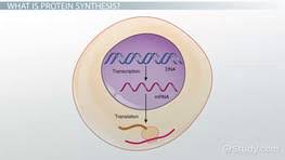 rna in protein synthesis role types