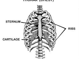 The thoracic cage (rib cage) is the skeleton of the thoracic wall. Thorax Chest Labeled Rib Cage Sternum Photographic Print Allposters Com