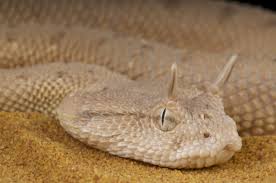 6 venomous snakes found in saudi arabia