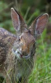 This becomes quite more of a difficult task when your kids are not much of an animal lover! Fun Rabbit Facts For Kids Interesting Information About Rabbits