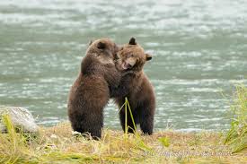 cute grizzly bear cubs playing and