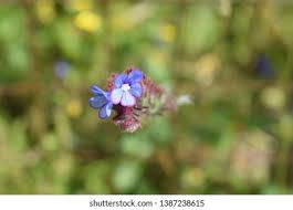 Anchusa Cretica High Res Stock Images | Shutterstock