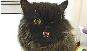 Underbites are commonly found in children and adolescents. The Cat With One Eye And Abnormally Large Teeth Named Fang Nature News Express Co Uk