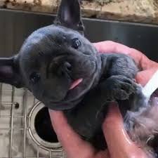 Make sure you are not only choosing the right breed for you, but also that you're getting it from the right individual. Eyebleach Frenchie Gif Find On Gifer