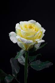 yellow rose picture and hd photos